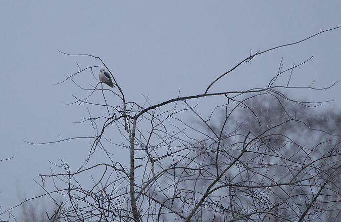 kaniuk  - Maciej Kulmajer