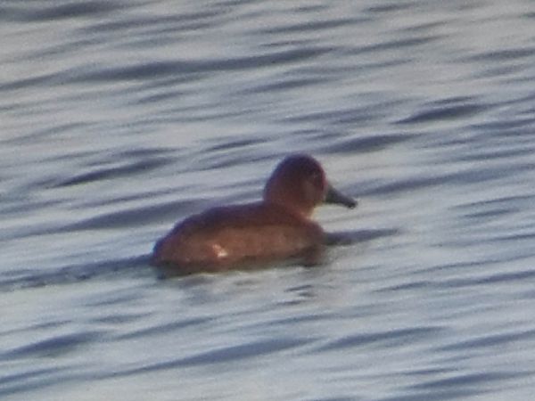 głowienka x hełmiatka  - Szymon Kaczmarek