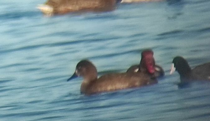 Hybride Fuligule milouin x Nette rousse  - Szymon Kaczmarek