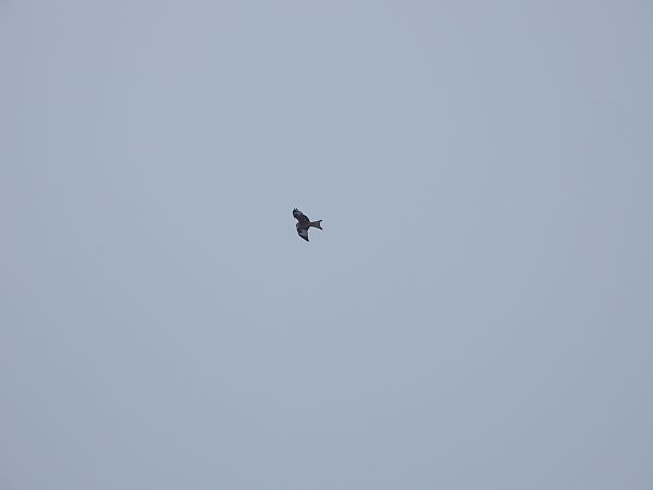 kania ruda  - Anna Włodarczak-Komosińska