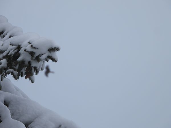 Milan royal  - Anna Włodarczak-Komosińska