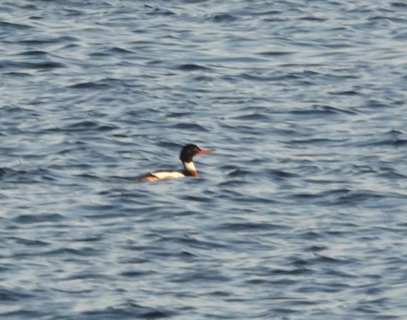 szlachar  - Halina Łukomska