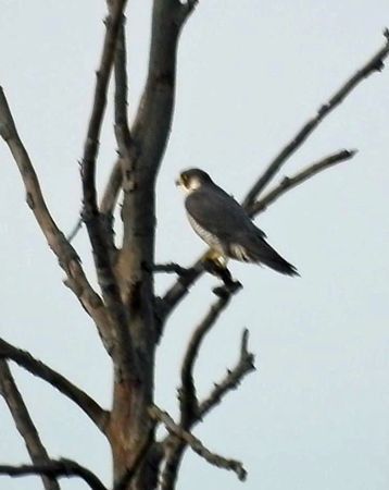 sokół wędrowny  - Halina Łukomska