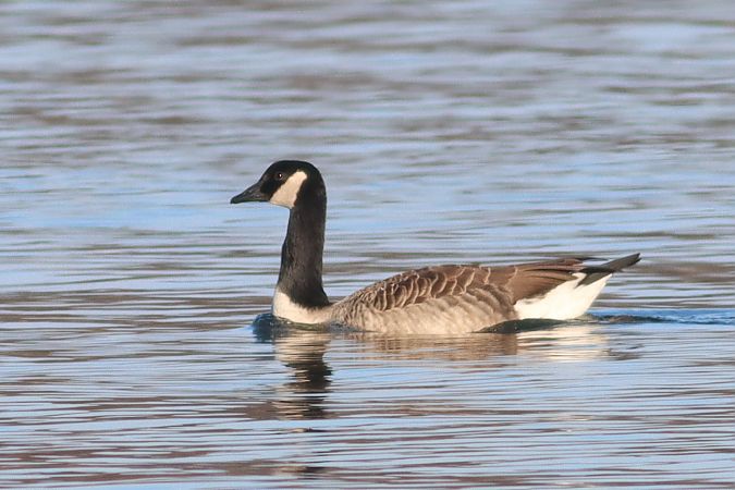 bernikla kanadyjska  - Janusz Nowosielski
