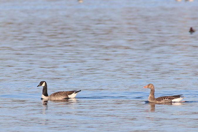 Bernache du Canada  - Janusz Nowosielski