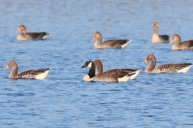 Kanadagans  - Janusz Nowosielski