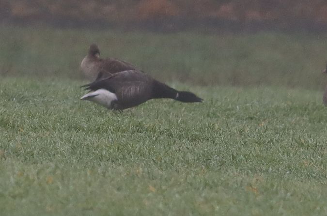 Bernache cravant  - Janusz Nowosielski