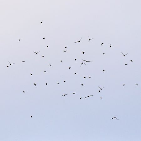 Seidenschwanz  - Hanna Żelichowska