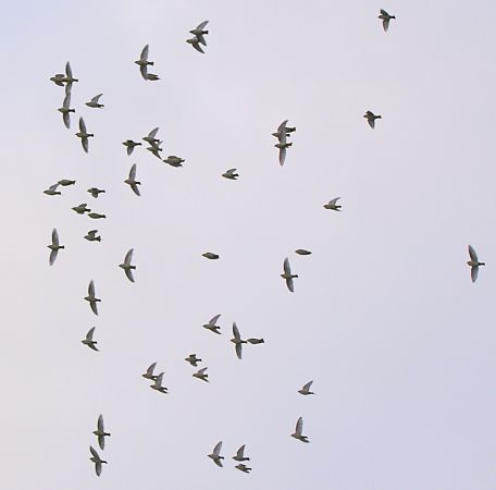 jemiołuszka  - Hanna Żelichowska