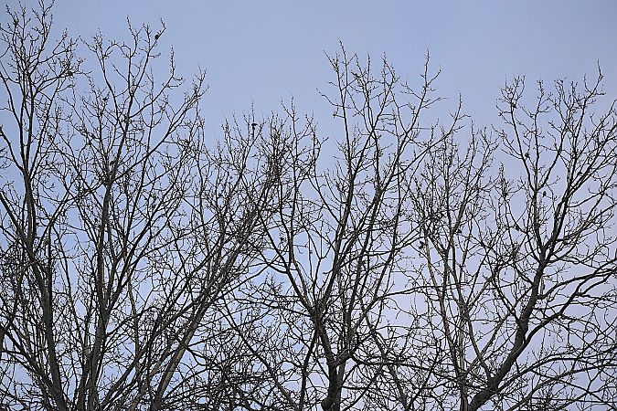 czyż  - Hanna Żelichowska