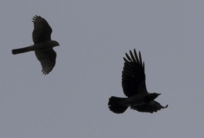 krogulec  - Hanna Żelichowska