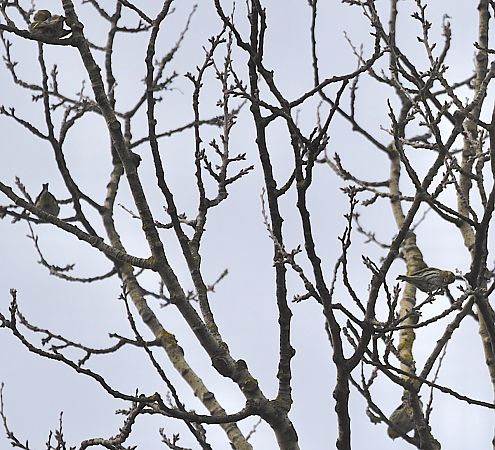 Tarin des aulnes  - Hanna Żelichowska