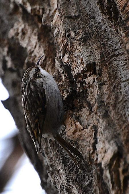 pełzacz ogrodowy  - Hanna Żelichowska