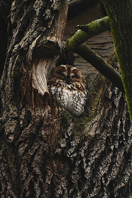 Waldkauz  - Hanna Żelichowska