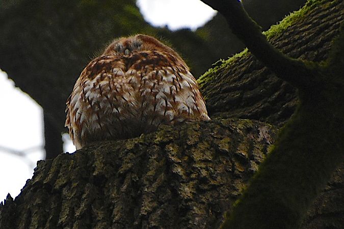 puszczyk  - Hanna Żelichowska