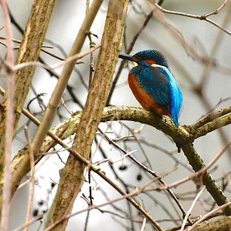 zimorodek  - Hanna Żelichowska