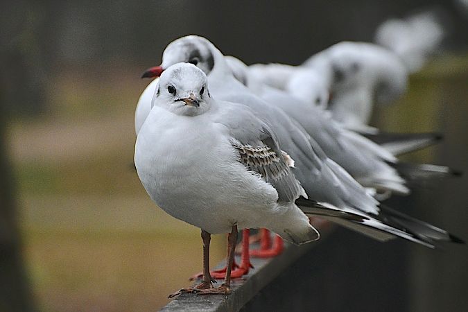 Lachmöwe  - Hanna Żelichowska