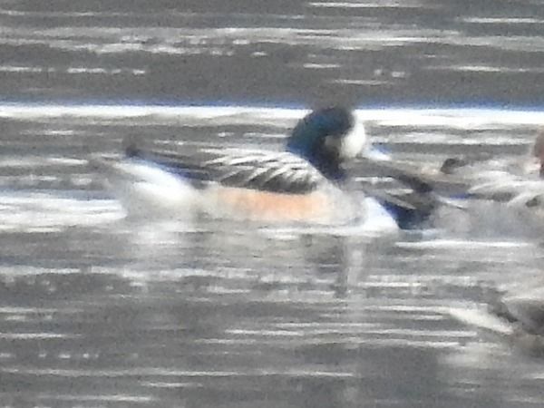 świstun chilijski  - Amanda Zinkow