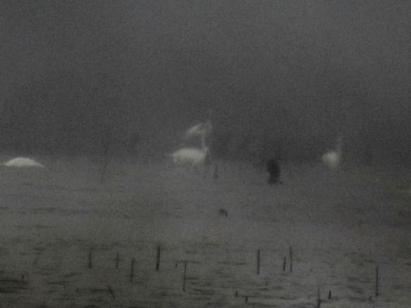 pelikan kędzierzawy  - Amanda Zinkow