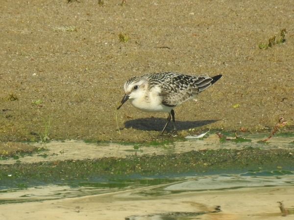 piaskowiec  - Amanda Zinkow