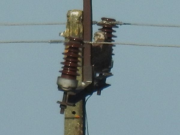 raróg  - Amanda Zinkow