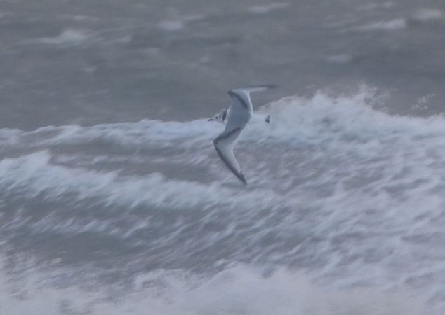 mewa trójpalczasta  - Mikołaj Zimiński