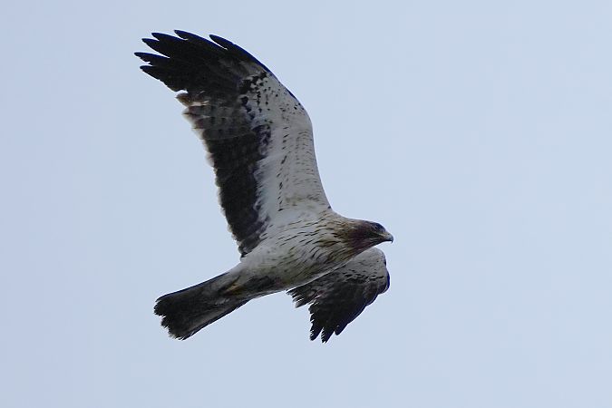 Booted Eagle  - Michal Ostant