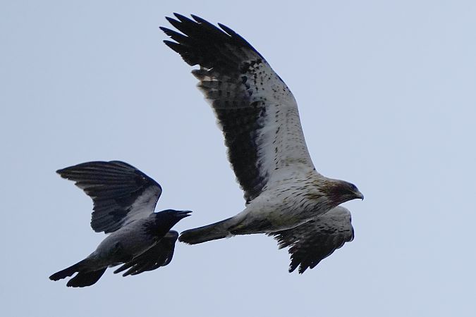 Aigle botté  - Michal Ostant