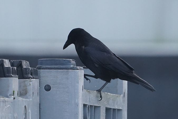 Carrion Crow  - Michal Ostant
