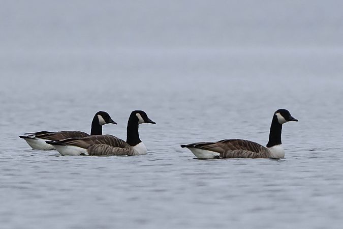 Kanadagans  - Michal Ostant