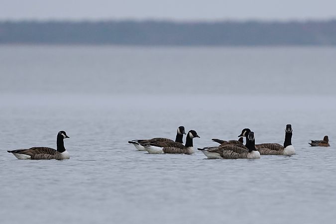 Bernache du Canada  - Michal Ostant