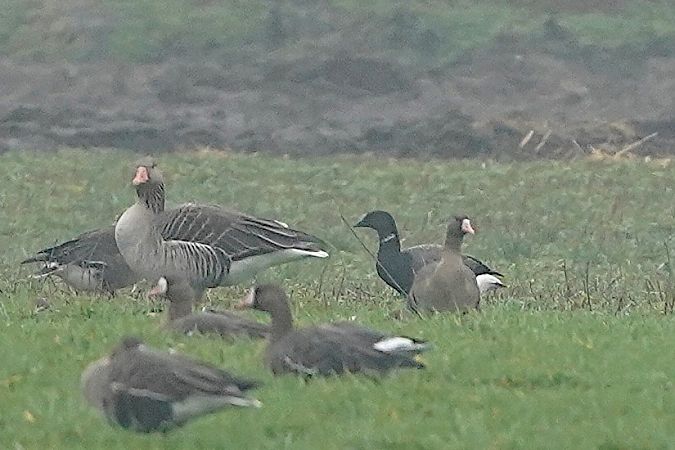 Ringelgans  - Michal Ostant