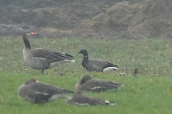 bernikla obrożna  - Michal Ostant