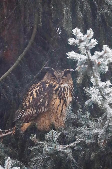 puchacz  - Katarzyna Kmieć-Kwasek