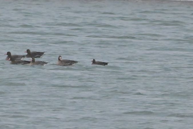 gęś mała  - Piotr Kunowski