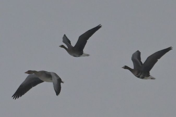 gęś mała  - Piotr Kunowski