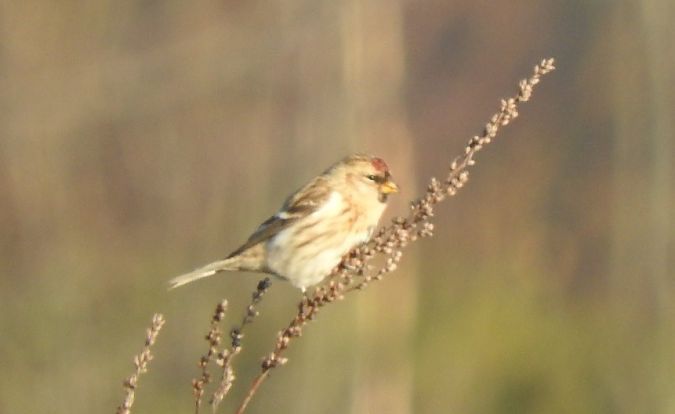 czeczotka / czeczotka brązowa  - Janusz Maliczak