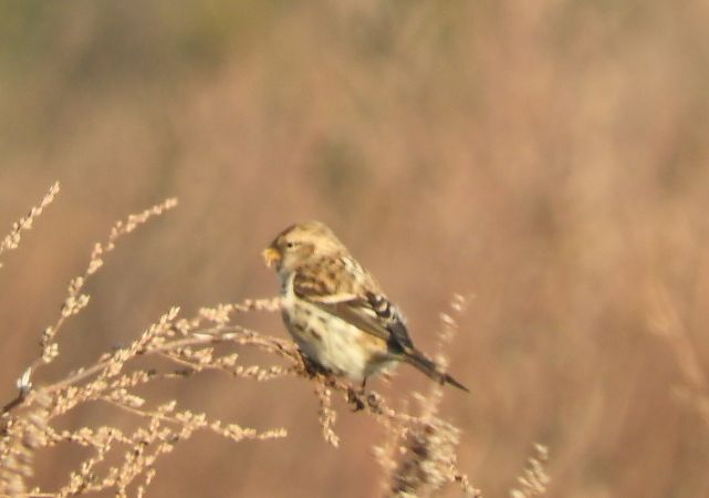 czeczotka / czeczotka brązowa  - Janusz Maliczak