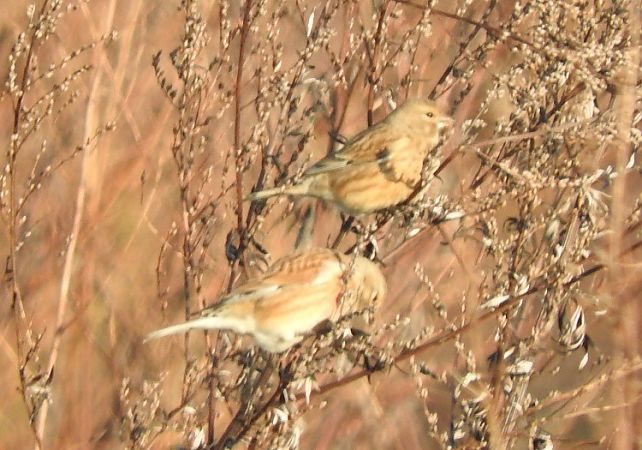 Common Linnet  - Janusz Maliczak