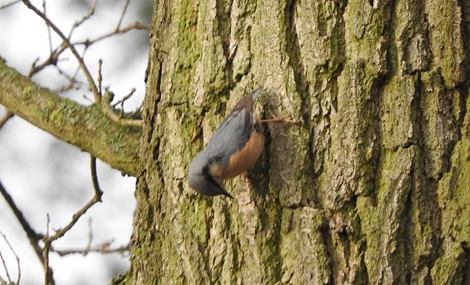 Eurasian Nuthatch  - Janusz Maliczak