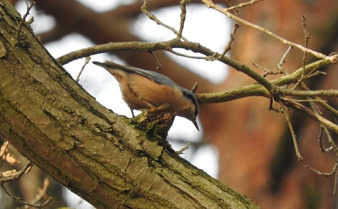 kowalik  - Janusz Maliczak