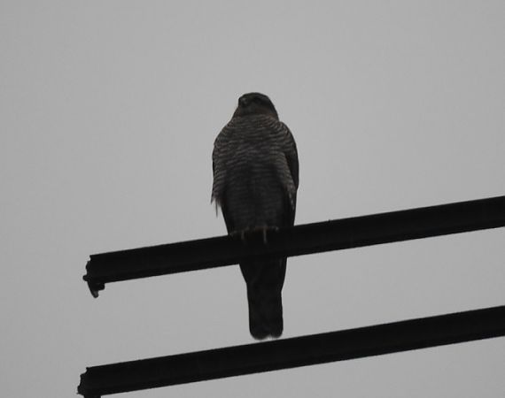 krogulec  - Janusz Maliczak