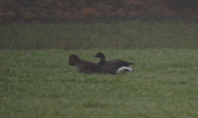 Brant Goose  - Janusz Maliczak