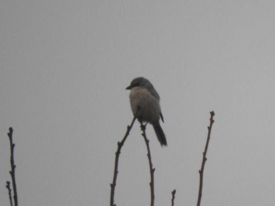 srokosz  - Janusz Maliczak