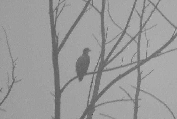 bielik  - Janusz Maliczak