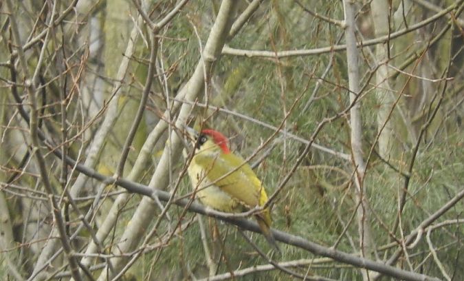 dzięcioł zielony  - Janusz Maliczak