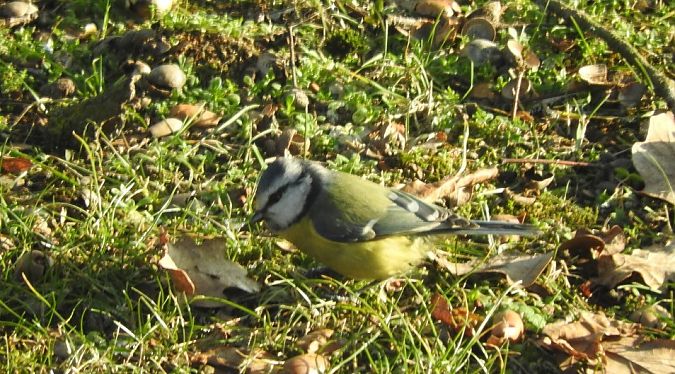 modraszka  - Janusz Maliczak