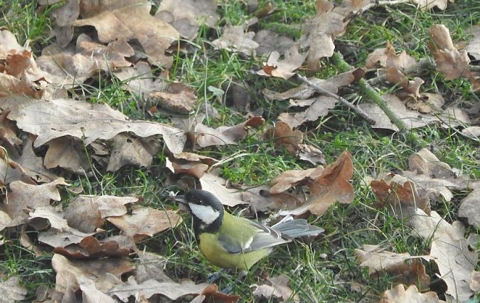 Kohlmeise  - Janusz Maliczak