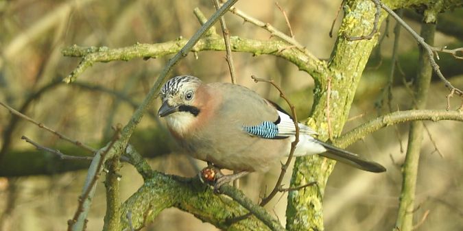 Eichelhäher  - Janusz Maliczak