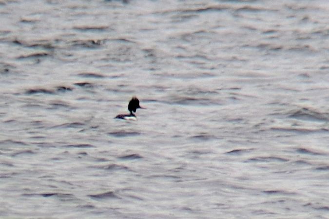 Mittelsäger  - Michał Borucki